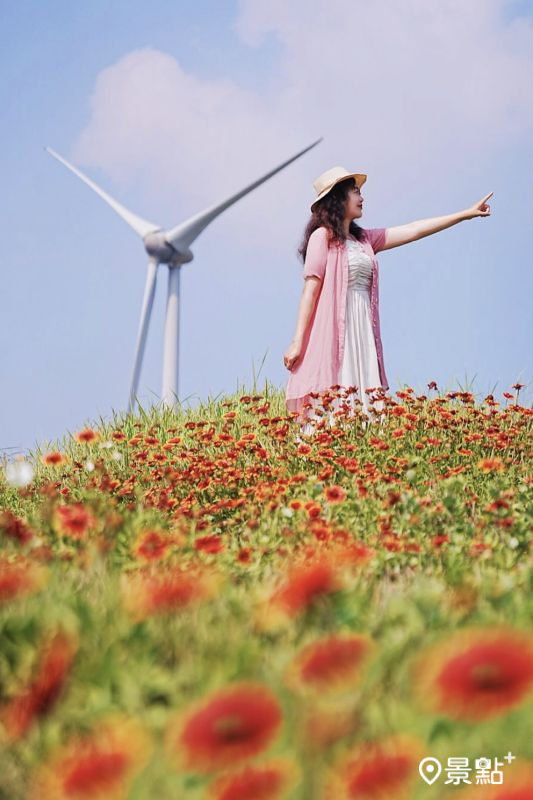 於2025年5月12日拍攝的觀音濱海休憩區天人菊美景。（圖／a_tsai324，以下同）