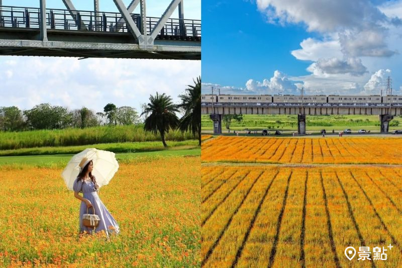 下淡水溪鐵橋旁波斯菊及火車鐵橋同框場景，吸引人前往拍照打卡。（圖／ducktravel_21、molly888666）