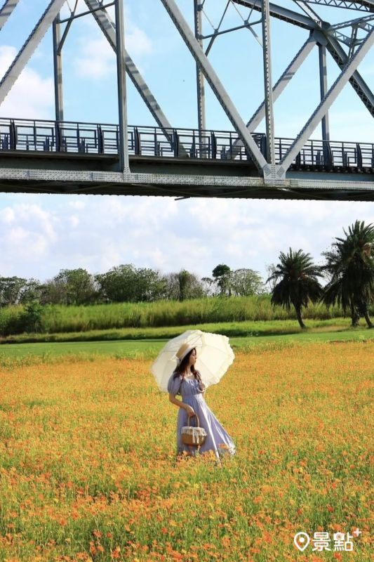  於2025年5月17日拍攝的下淡水溪鐵橋波斯菊花海。（圖／ducktravel_21，以下同）
