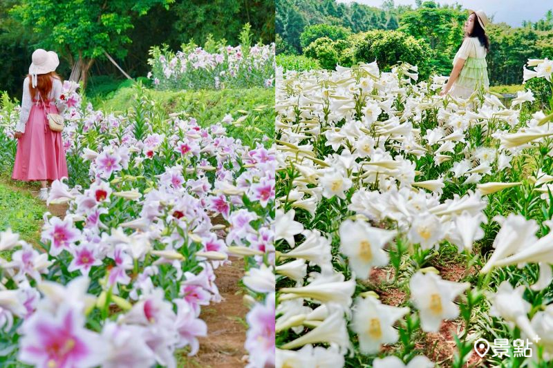 粉白雙色百合花海秘境免費賞！花況美拍角度必收南瓜隧道順遊