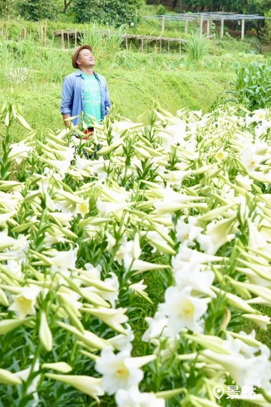 於2025年5月6日拍攝的淡水百合花園美景。（圖／chih07090616）