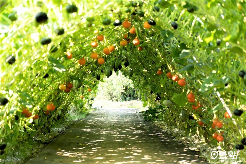 順遊景點「淡水南瓜隧道」。（圖／新北市政府農業局）