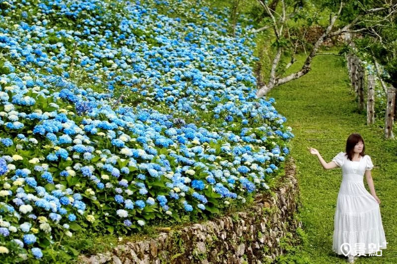 石牌縣界公園繡球花海綻放，吸引人前往取景。（圖／meow_hm_a1522c2418）