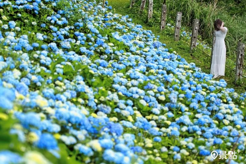 於2025年5月17日拍攝的石牌縣界公園繡球花海。（圖／meow_hm_a1522c2418，以下同）
