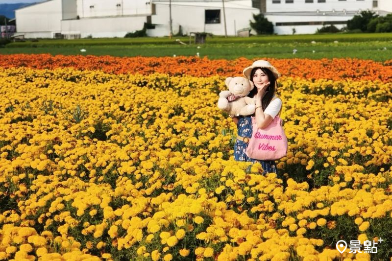 彰化北斗雙色萬壽菊花海綻放，吸引人前往取景。（圖／yishan1128）