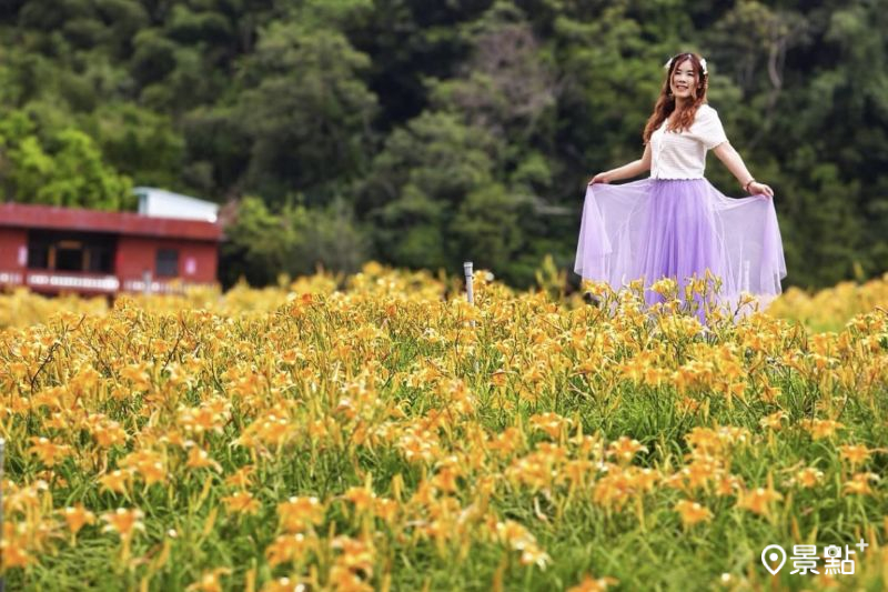 10萬株北台灣最大金針花海滿開！百吉金針花季10大美拍亮點必收