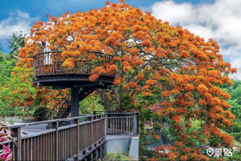 火紅鳳凰花海夏日限定美拍！全台8大鳳凰花經典必訪取景點