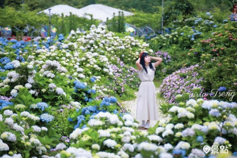 8000坪全台最大繡球花海滿版綻放！最新花況美拍角度8大亮點必看