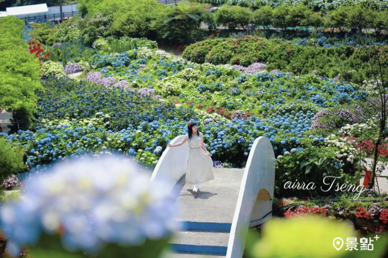 於2025年5月17日拍攝的高家繡球花田萬里第三園區美景。（圖／airratseng）