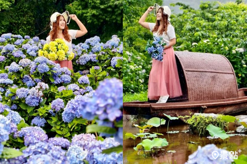 竹子湖花與樹繡球花園花海綻放，吸引人前往取景。（圖／ariel_apple419）