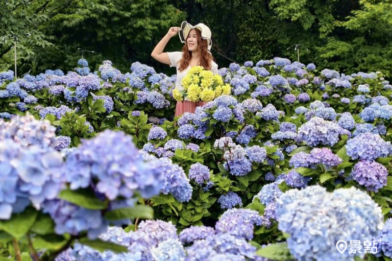 於2025月5月24日拍攝的竹子湖花與樹繡球花園美景。（圖／ariel_apple419，以下同）