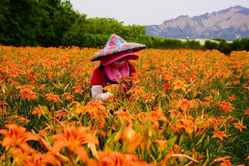 中社觀光花市金針花美景。