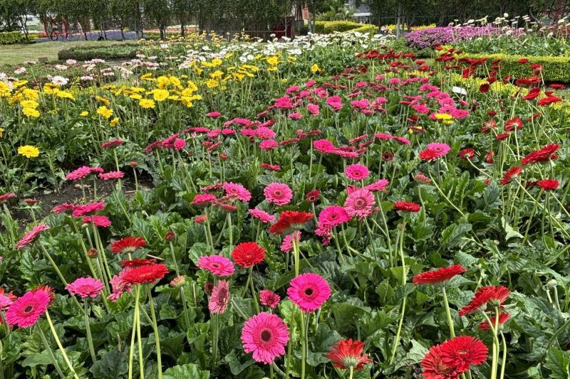 （圖／中社觀光花市-官網）