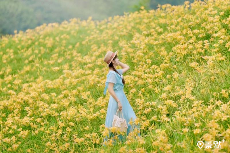 大湖社寮角金針花廊道花海綻放，吸引人前往取景。（圖／tsotso_1206）