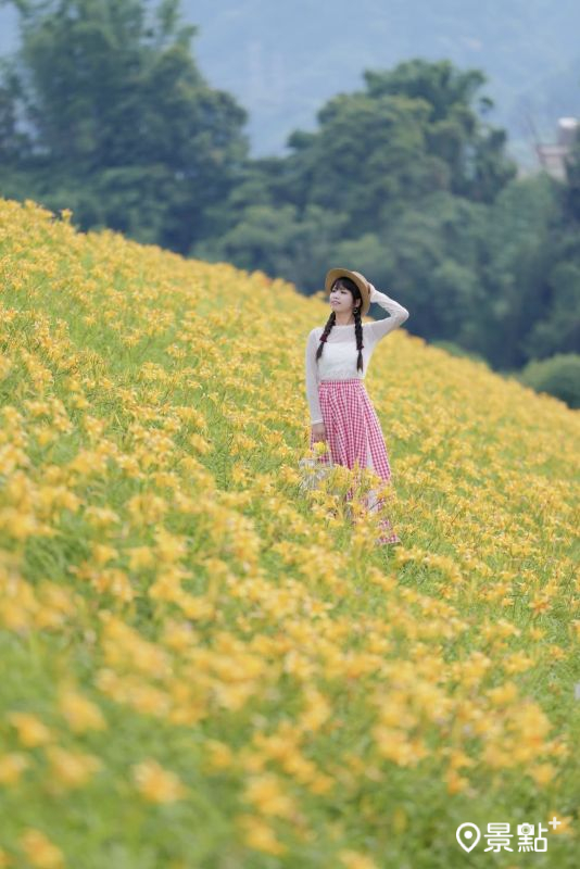 於2025年5月21日拍攝的大湖社寮角金針花廊道美景。（圖／tsotso_1206，以下同）