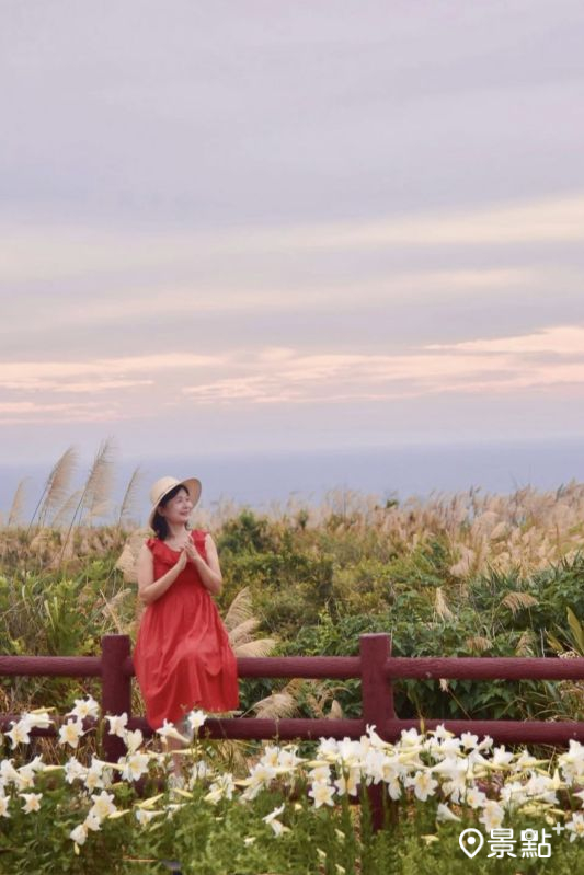 2025年5月23日後龍好望角芒草已全開。（圖／laiyuping9520，以下同）