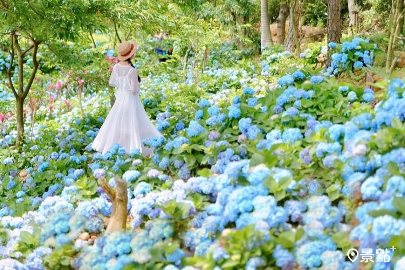 穧粑崠咖啡農場繡球花海綻放，吸引人前往取景。（圖／tsotso_1206）