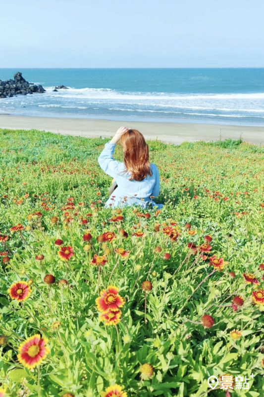 於2025年5月30日拍攝的老梅沙灘天人菊花景。（圖／summer6639，以下同）