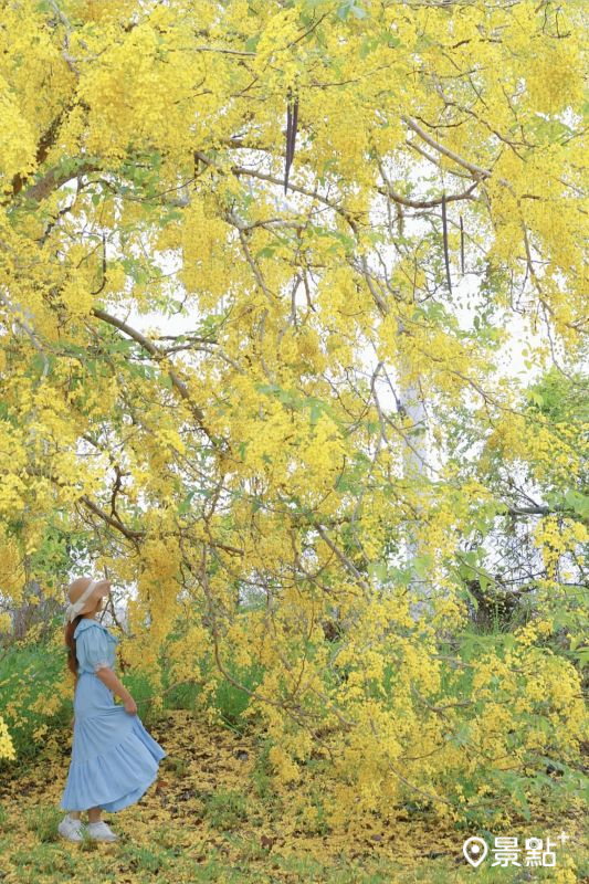 於2025年5月30日拍攝的屏東六塊厝車站阿勃勒花海。（圖／yijiun_lee，以下同）