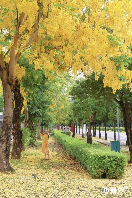 於2025年5月30日拍攝的屏東科技大學阿勃勒花海。（圖／yijiun_lee，以下同）