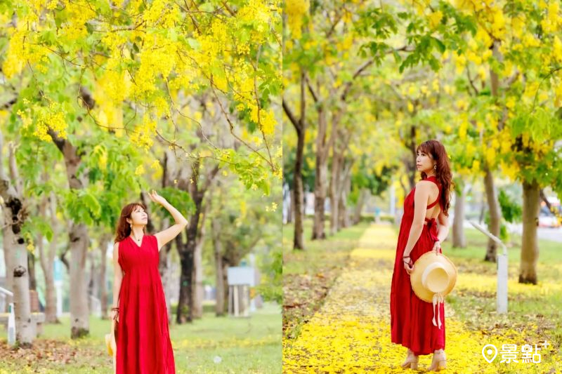 1公里阿勃勒花海全台最美人行道！美拍角度17大黃金雨賞花點必看