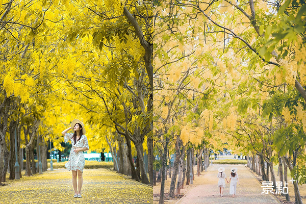 5、6月期間，是阿勃勒盛開的季節。 (圖／bb211019、look1221)