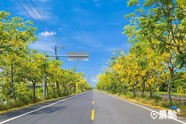 南135縣道美麗的金黃大道 (圖／ceimei)