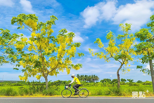 南135縣道美麗的金黃大道 (圖／ceimei)