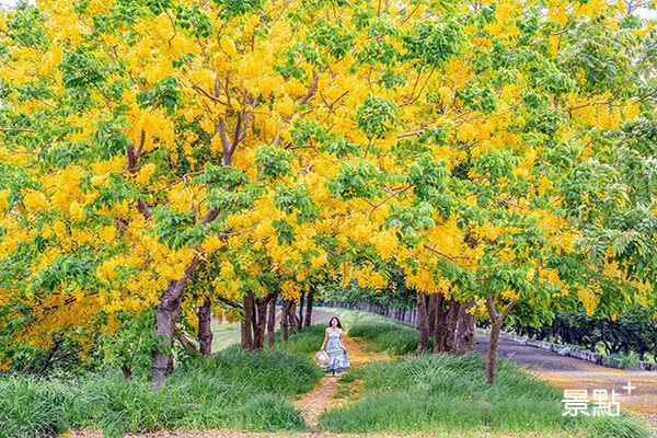 蘇林里河堤公園阿勃勒花海。 (圖／molly888666)