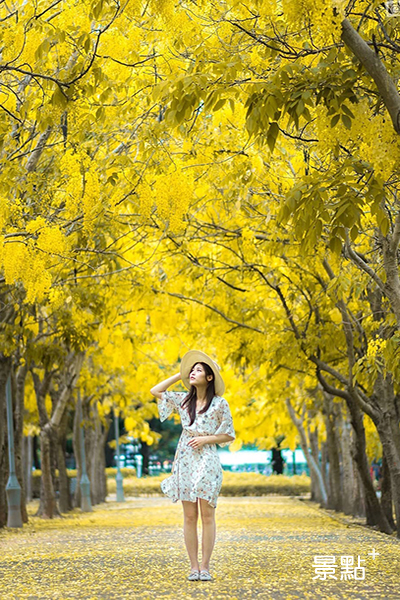 新營阿勃勒步道的阿勃勒花海。 (圖／bb211019)