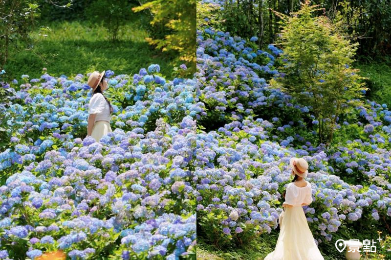 桃李河畔景觀餐廳繡球花海綻放，吸引人前往取景。（圖／tsotso_1206）