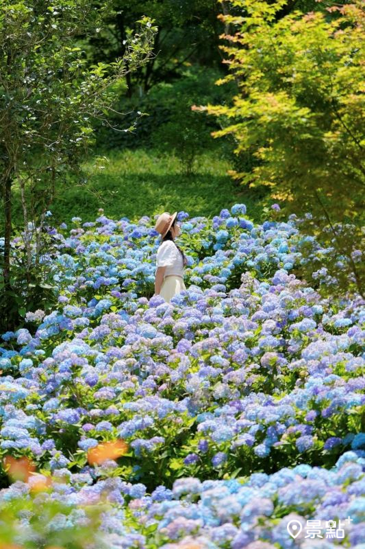 於2025年5月31日拍攝的桃李河畔景觀餐廳繡球花海。（圖／tsotso_1206，以下同）