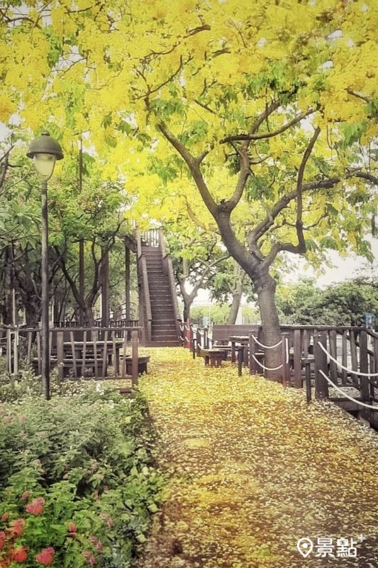 於2025年6月2日拍攝的台南科學園區park17阿勃勒花海。（圖／erin_ss.89）