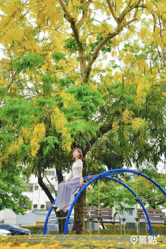 於2025年6月1日拍攝的旱溪媽祖公園阿勃勒花海。（圖／an7003289，以下同）