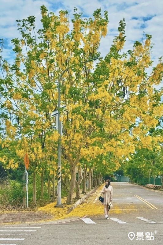 於2025年5月31日拍攝的花木公園（寵物運動公園）阿勃勒花海。（圖／luvyuuna，以下同） 