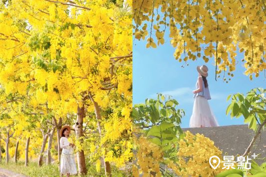 嘉義朴子大橋阿勃勒花海綻放,吸引人前往取景。(圖/applevivian72、laiyuping9520)