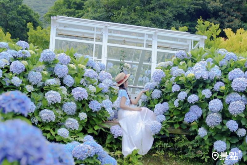 藍紫繡球花海Ｘ純白小屋夢幻同框！經典必訪階梯式花園最後賞期搶拍