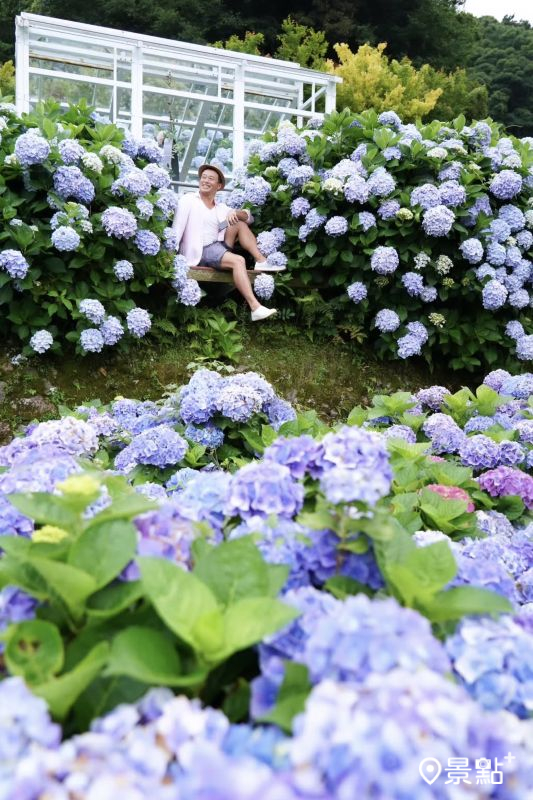於2025年6月6日拍攝的大梯田花卉生態農園繡球花美景。（圖／chih07090616，以下同）