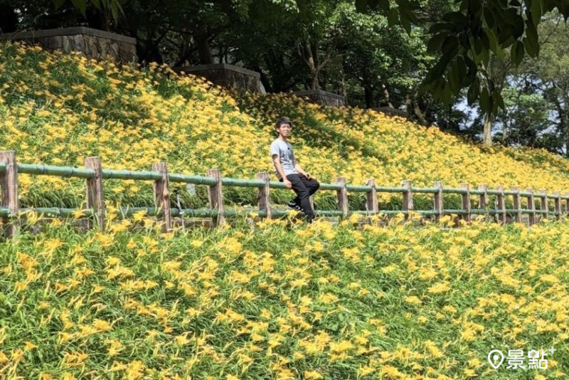 滿版金針花海大景免費美拍！全新賞花點盛開5大景點順遊