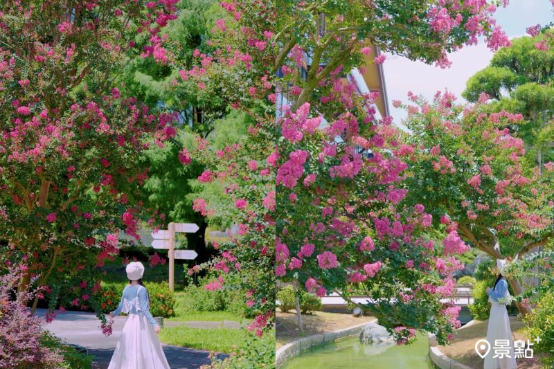 成美文化園紫薇花海綻放,吸引人前往取景。(圖/tsotso_1206)
