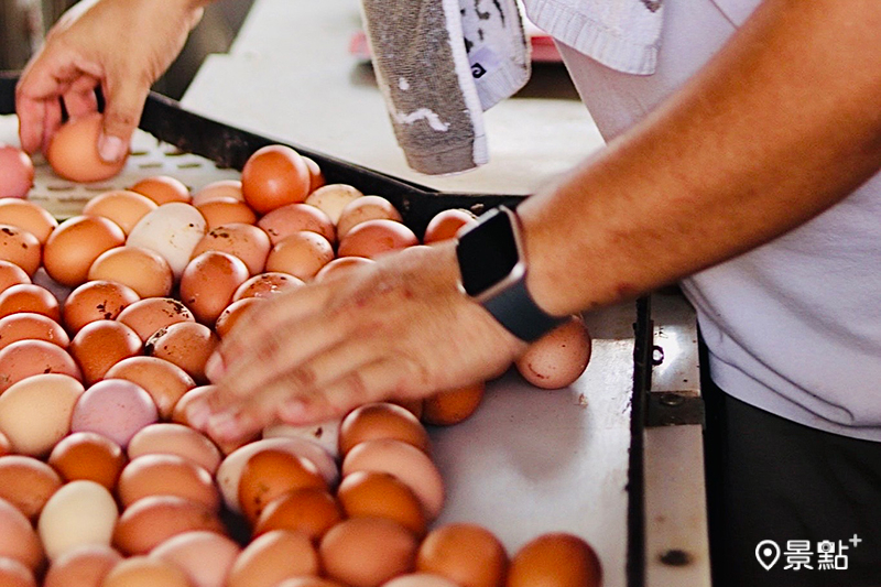 雲品溫泉酒店今年首度亮相的「綠色大地小野人營」帶領孩子走進田野。