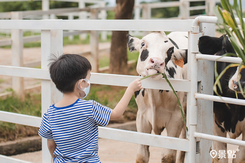初鹿牧場體驗餵牛樂趣，小朋友輕輕遞上牧草，與乳牛近距離互動。