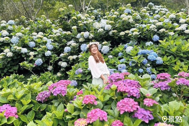 南庄碧絡角花園咖啡繡球花海牆十分夢幻，吸引人前往取景。（圖／ariel_apple419）