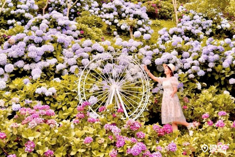 往年南庄碧絡角花園咖啡繡球花海美景。（圖／laiyuping9520）