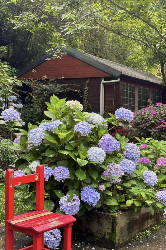 於2025年6月8日拍攝的南庄碧絡角花園咖啡繡球花景。
