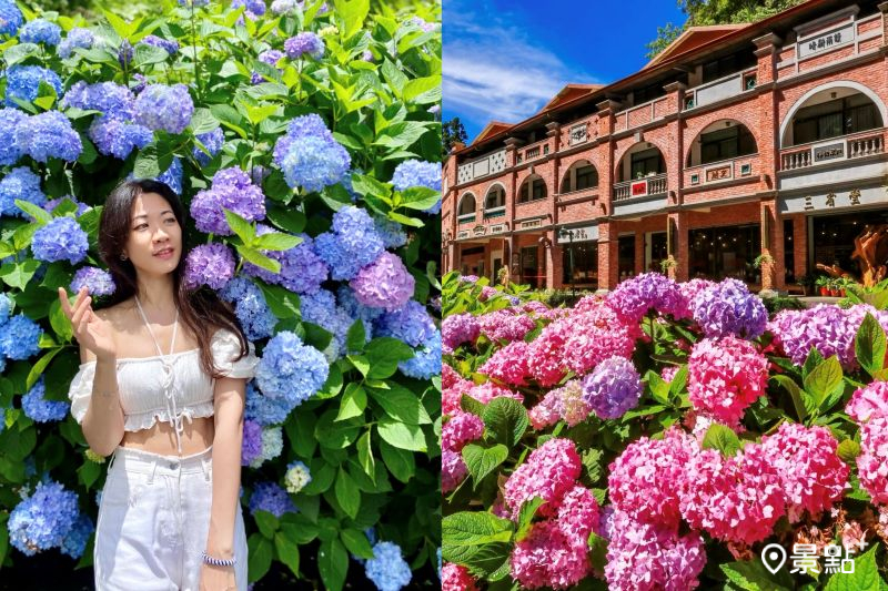 杉林溪森林生態渡假園區繡球花海綻放，吸引人前往取景。（圖／hosyuan、愛上杉林溪）