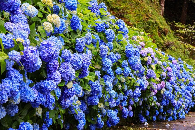 （圖／愛上杉林溪）