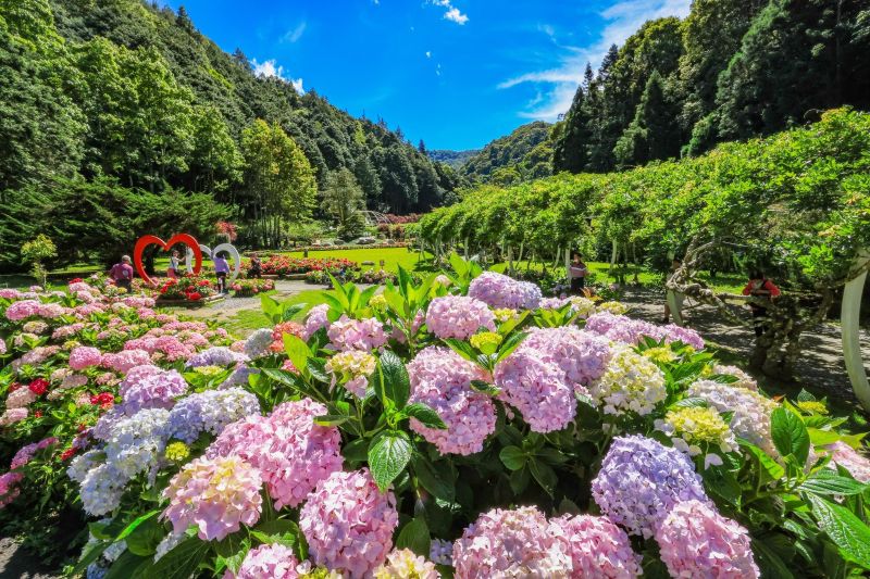 （圖／愛上杉林溪，以下同）