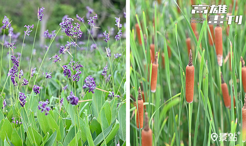 水花園濕地種植輪傘草、黃菖蒲、大木賊、水竹芋(下圖左)、香蒲(下圖右)等5種具代表性的水生植物。