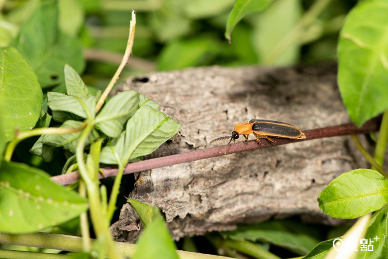 夏季7至10月間，還有機會與螢火蟲巧遇，成為都市近郊的生態新亮點。